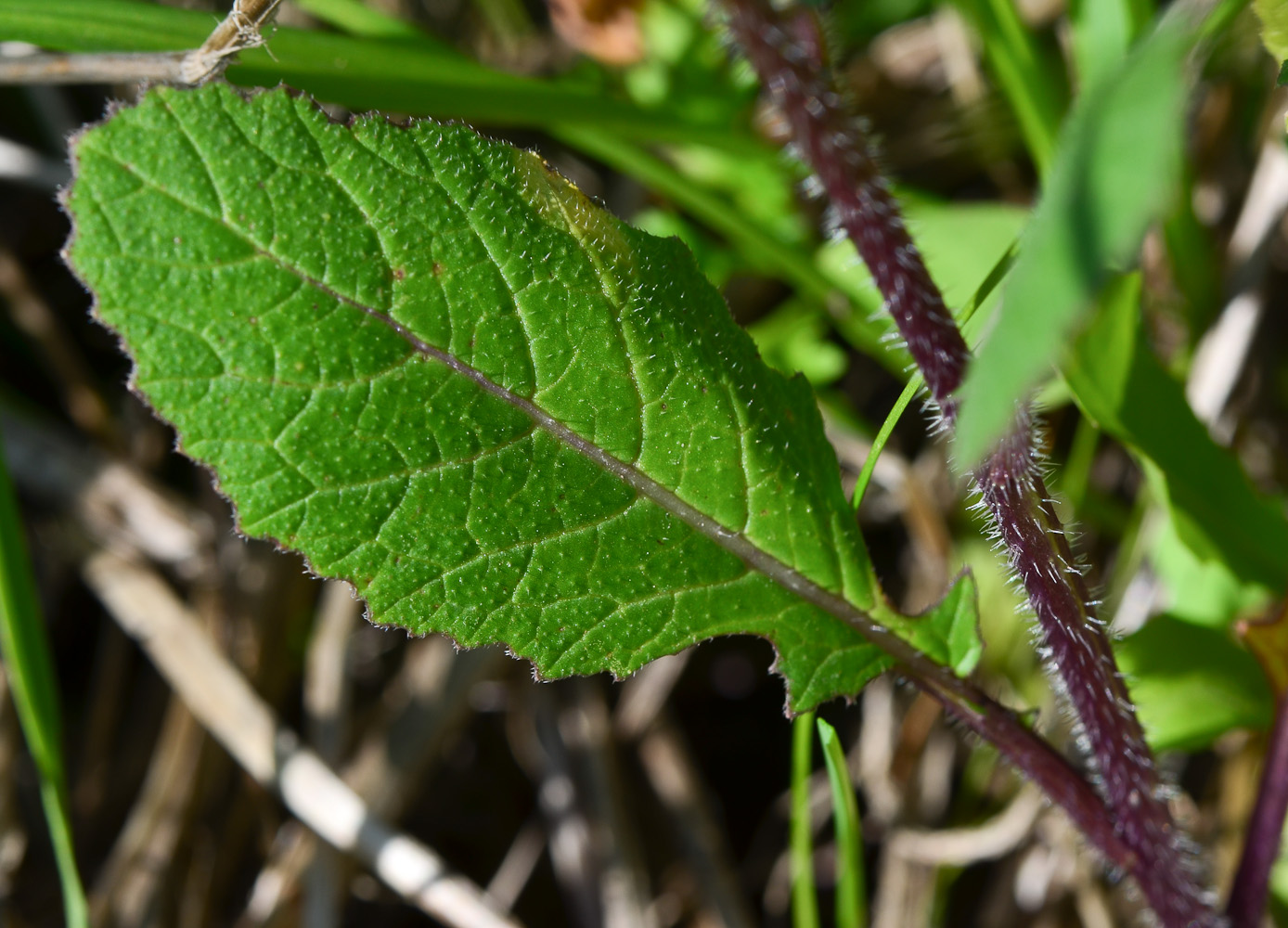 Image of Sinapis alba specimen.