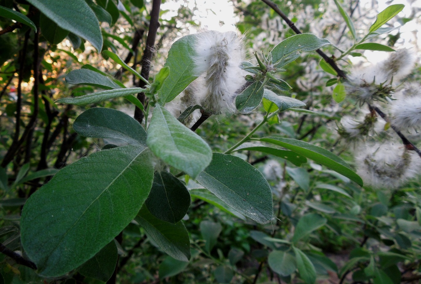 Image of Salix cinerea specimen.