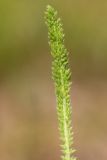 genus Achillea. Лист. Ростовская обл., Неклиновский р-н, Большенеклиновское с/п, дол. р. Миус. 24.06.2014.