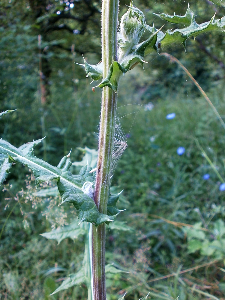 Image of Echinops sphaerocephalus specimen.