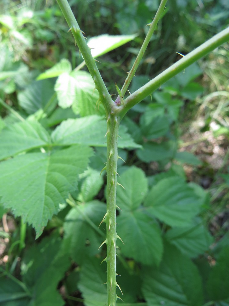 Image of Rubus caesius specimen.