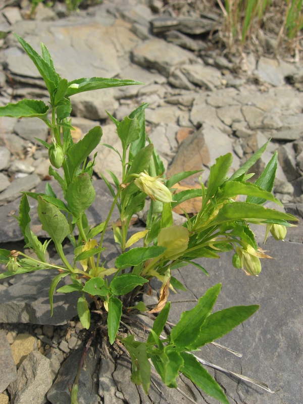 Image of Viola pumila specimen.