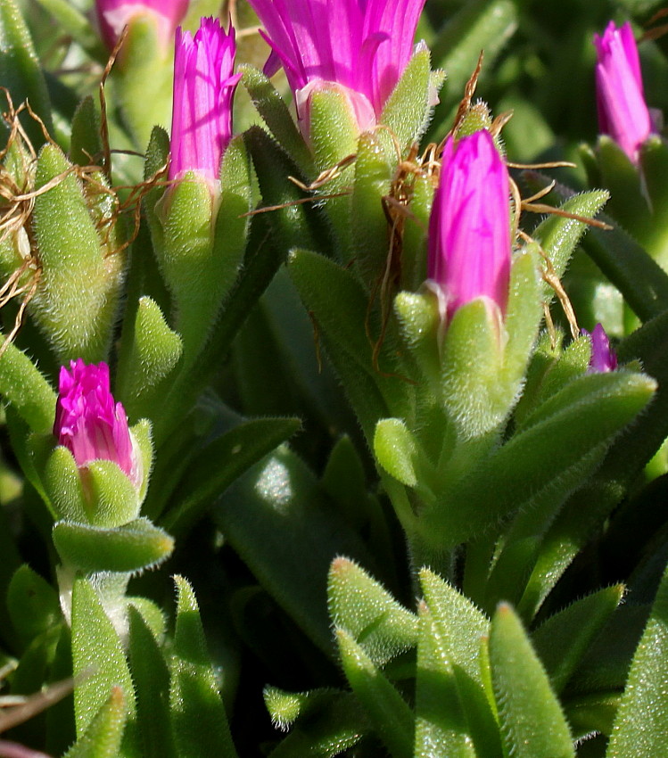 Изображение особи семейство Aizoaceae.