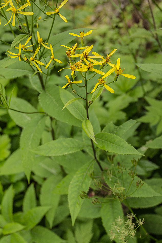 Image of Senecio ovatus specimen.