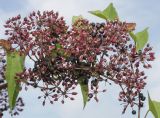 Aralia cordata