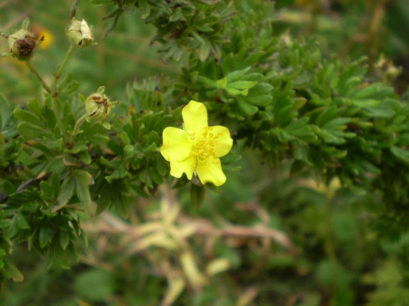 Изображение особи Dasiphora fruticosa.