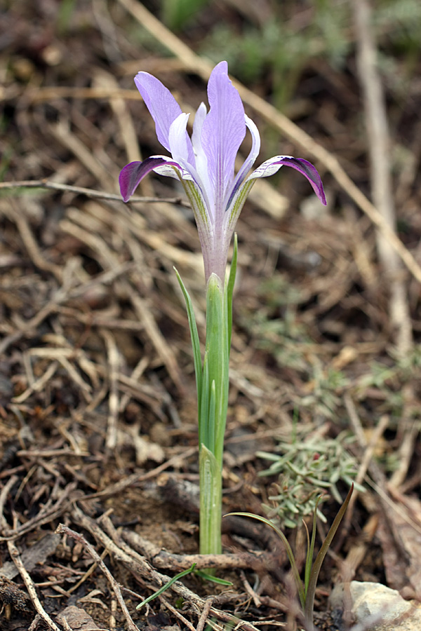 Image of Iridodictyum kolpakowskianum specimen.