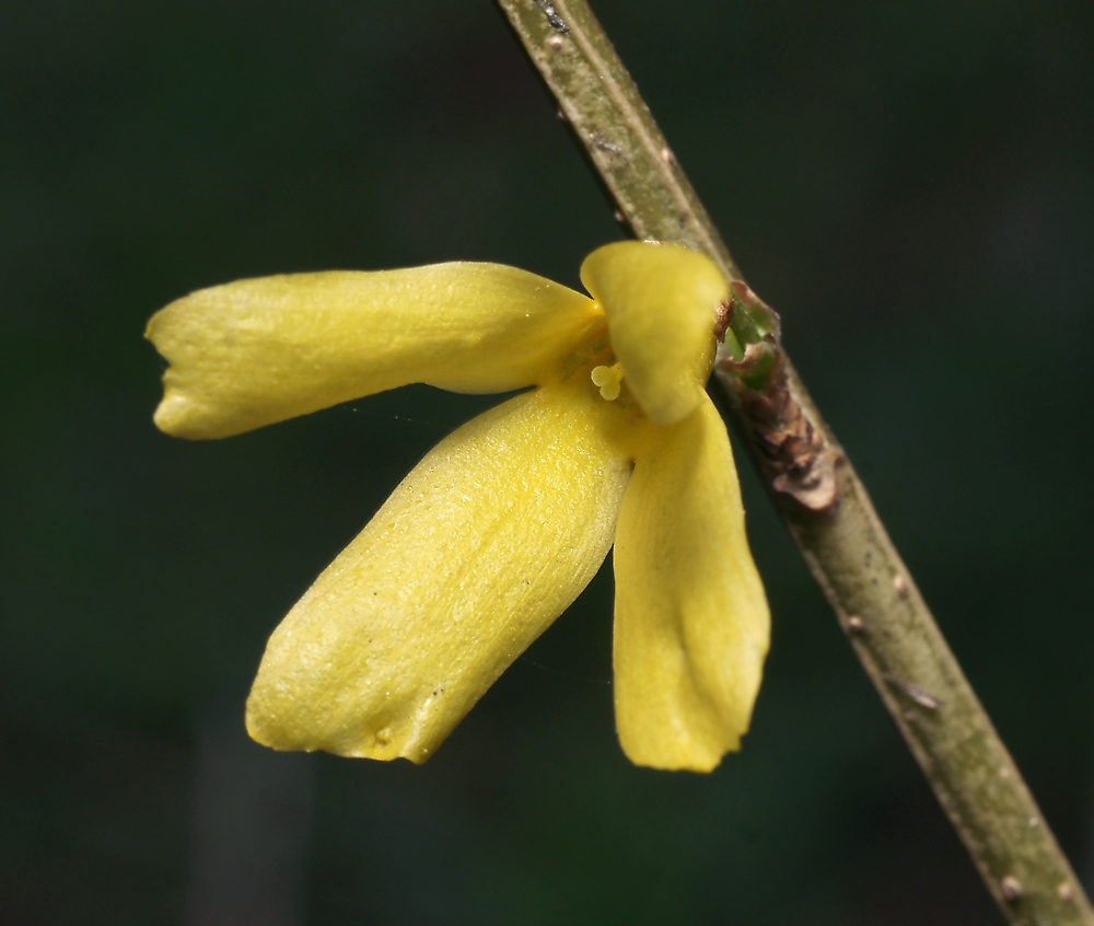 Image of genus Forsythia specimen.