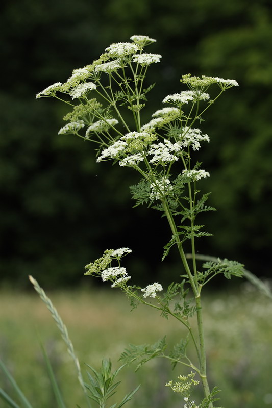 Изображение особи Conium maculatum.