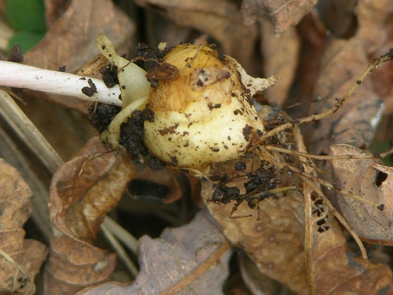 Image of Corydalis ambigua specimen.