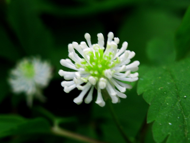 Image of Anemone reflexa specimen.