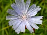 Cichorium intybus. Соцветие-корзинка. Степь, Днепропетровская обл., конец июля.