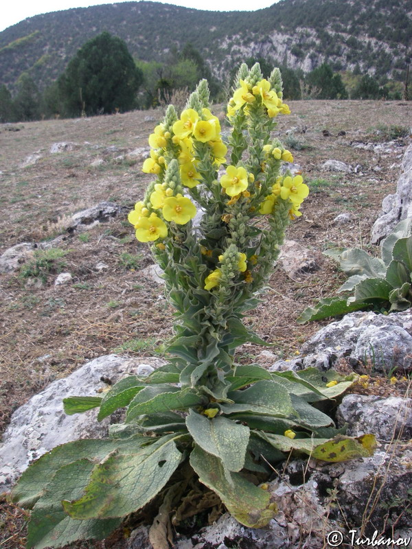 Image of Verbascum phlomoides specimen.