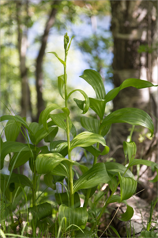 Image of Veratrum lobelianum specimen.