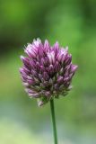 Allium erubescens