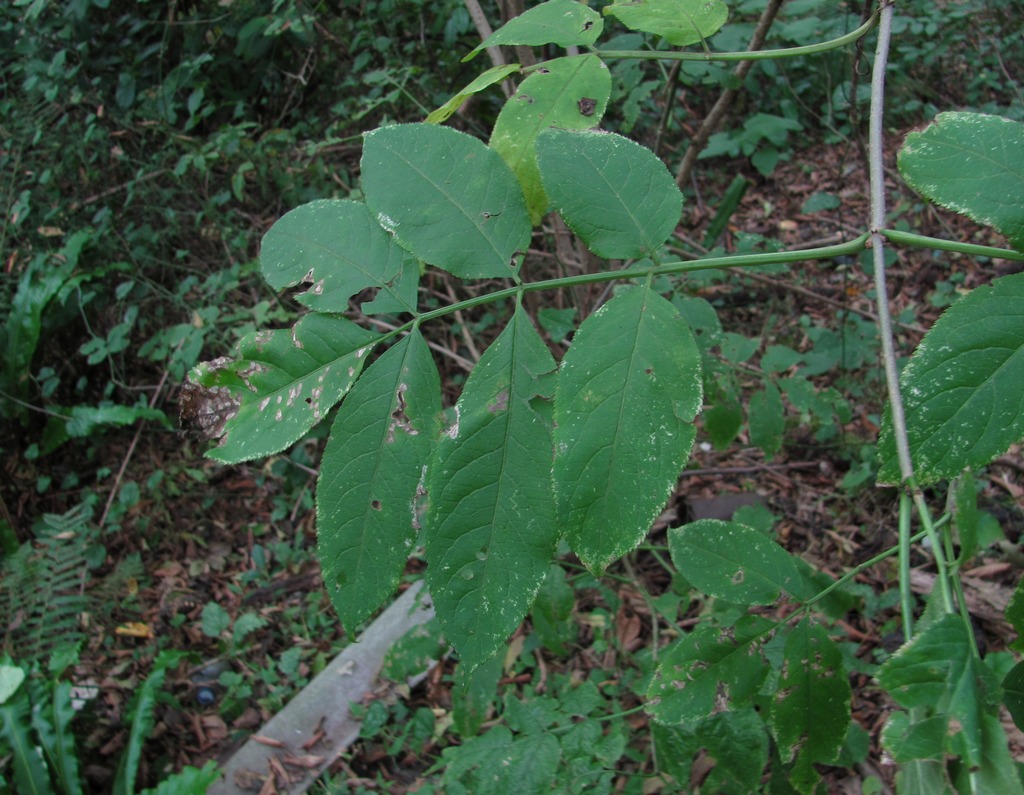 Image of Sambucus nigra specimen.