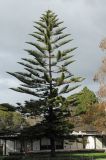 Araucaria heterophylla