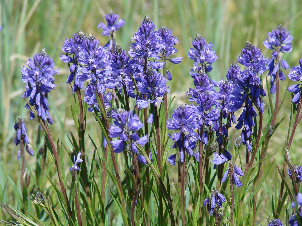 Изображение особи Polygala hybrida.