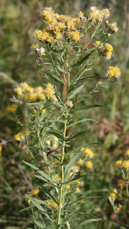 Image of Galatella biflora specimen.