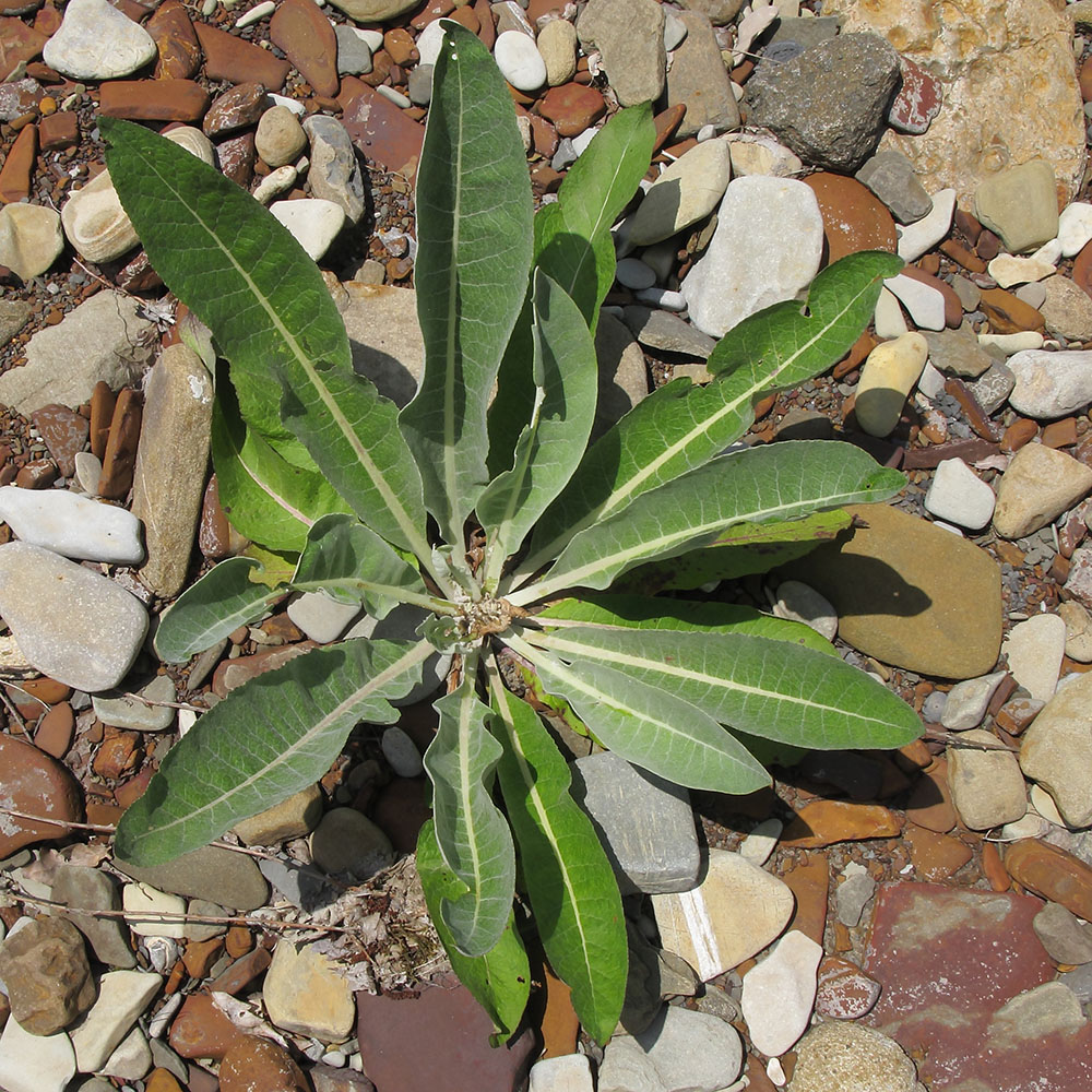 Изображение особи Verbascum gnaphalodes.