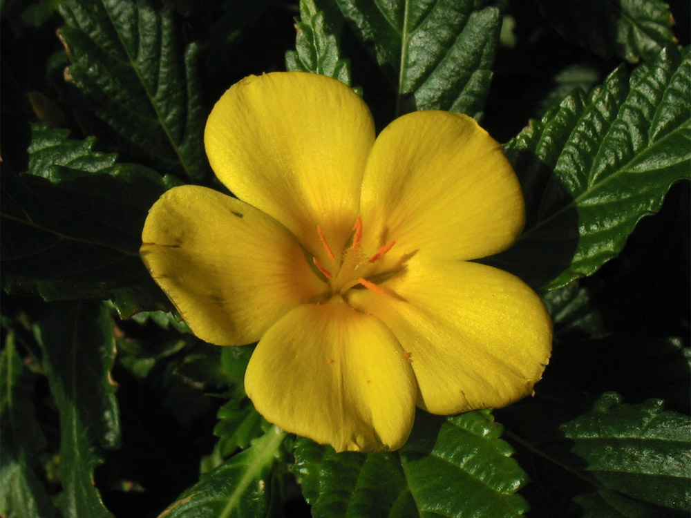 Image of Turnera ulmifolia specimen.