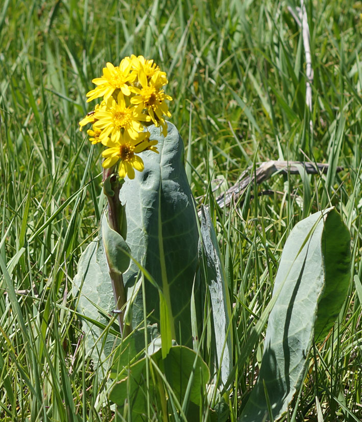 Image of Ligularia alpigena specimen.