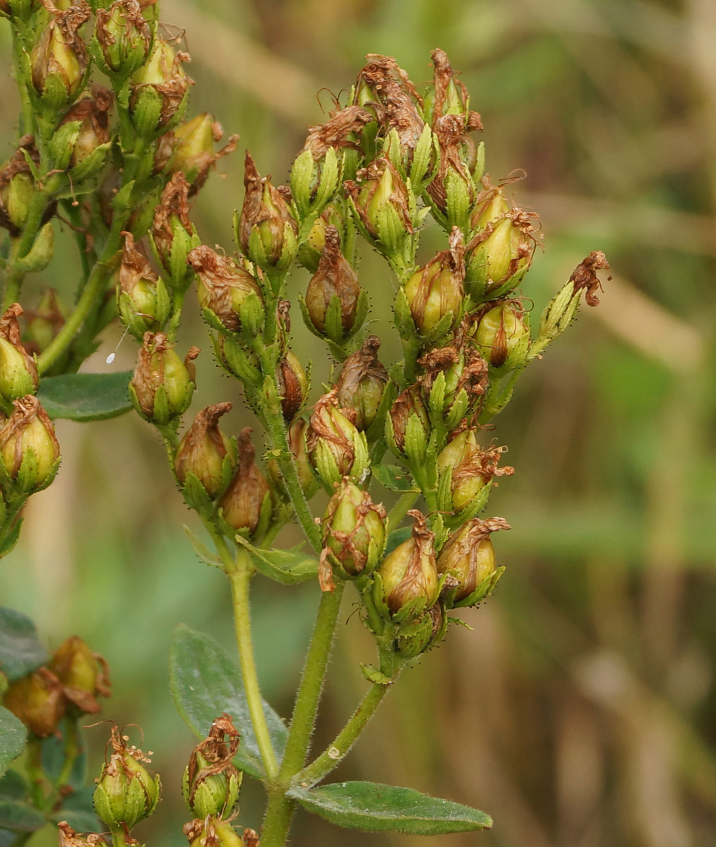 Изображение особи Hypericum hirsutum.