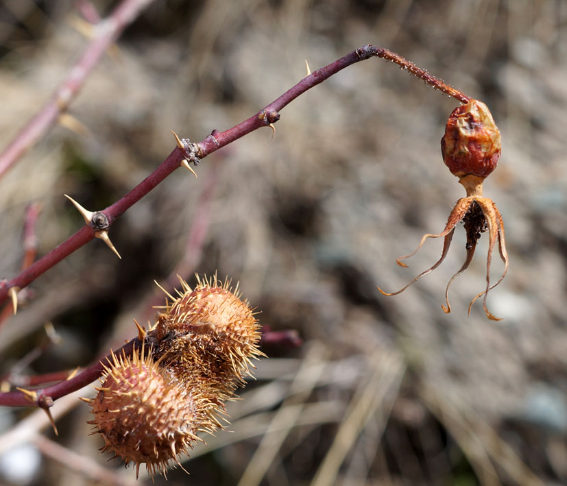 Image of genus Rosa specimen.