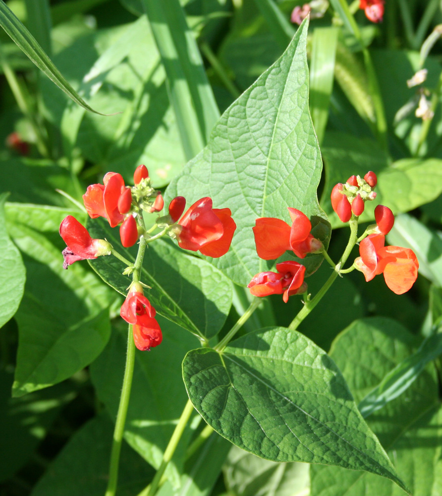 Изображение особи Phaseolus coccineus.