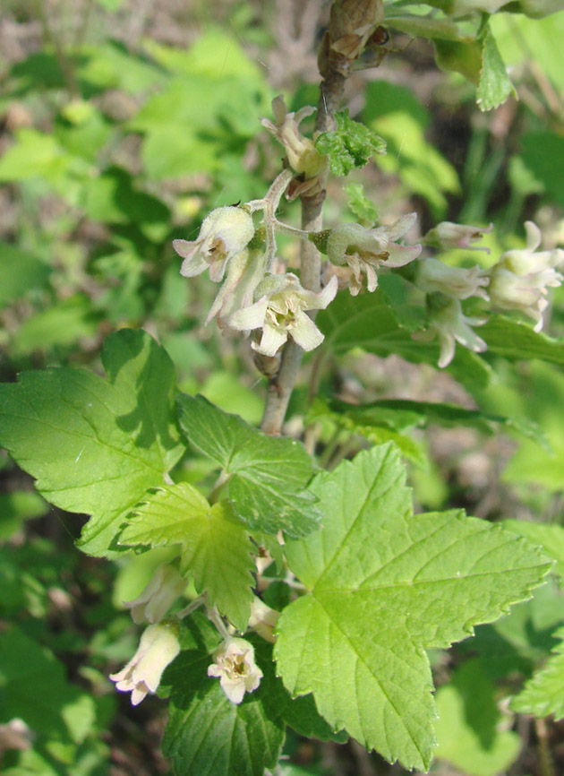 Image of Ribes nigrum specimen.