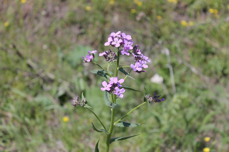 Image of Hesperis pycnotricha specimen.