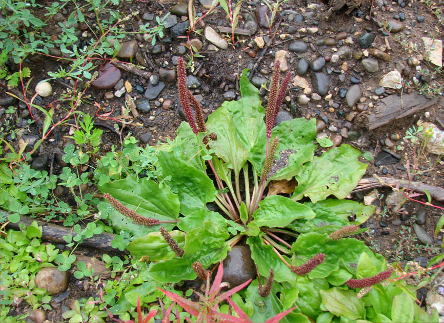 Image of Plantago uliginosa specimen.