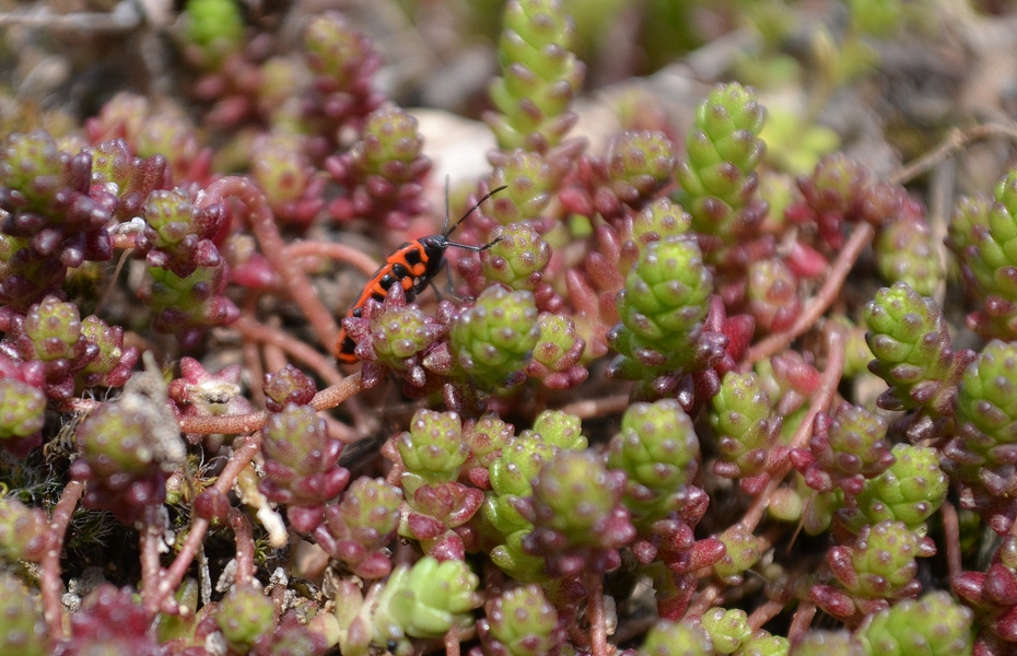 Image of Sedum acre specimen.