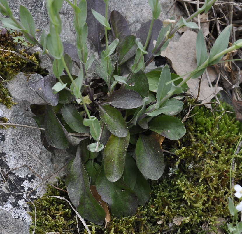 Image of Noccaea lutescens specimen.