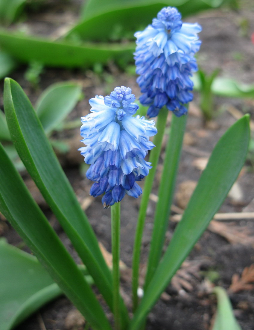 Image of Pseudomuscari azureum specimen.