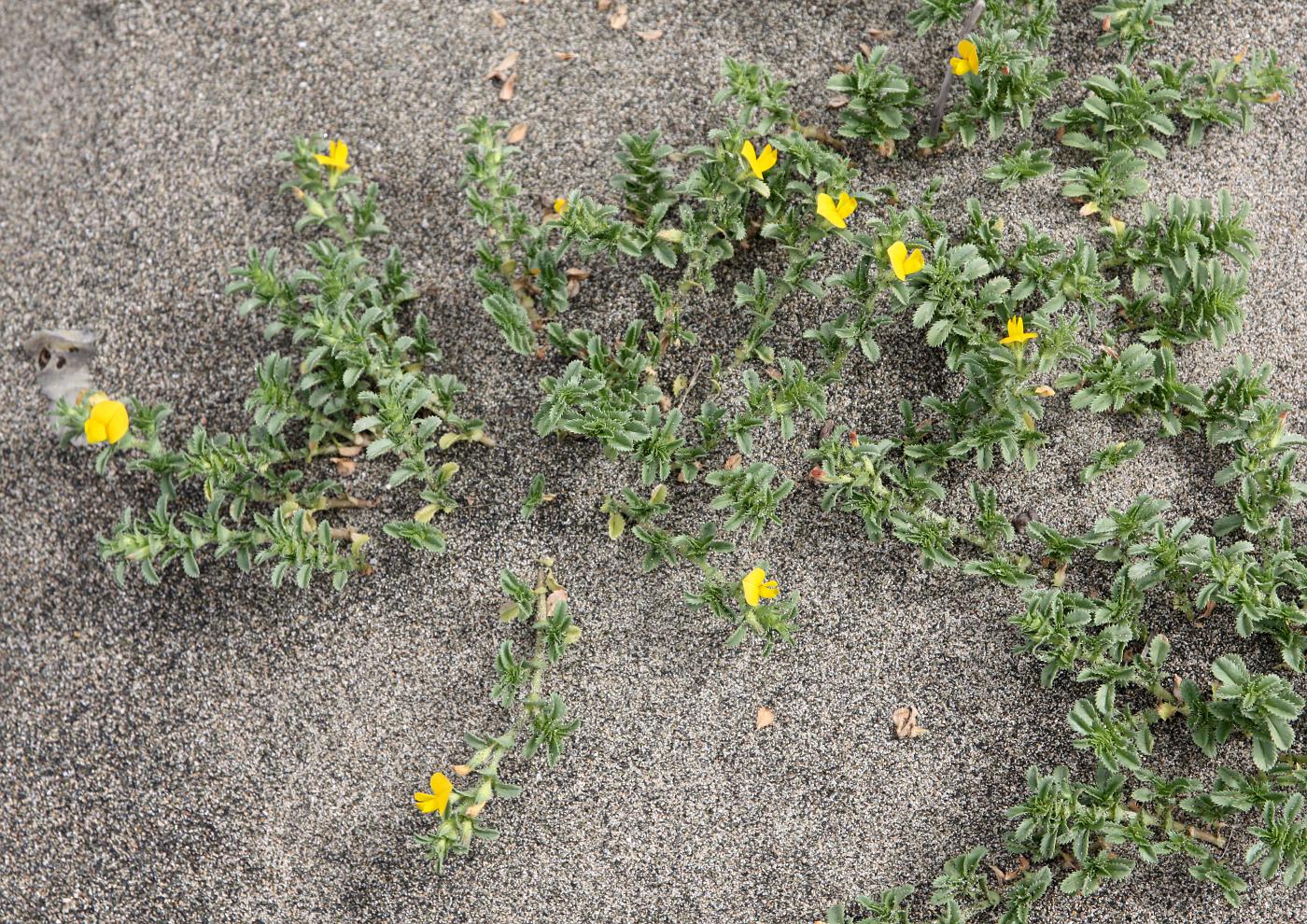 Image of Ononis variegata specimen.