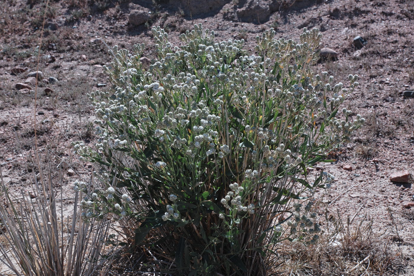 Image of Lepidium obtusum specimen.