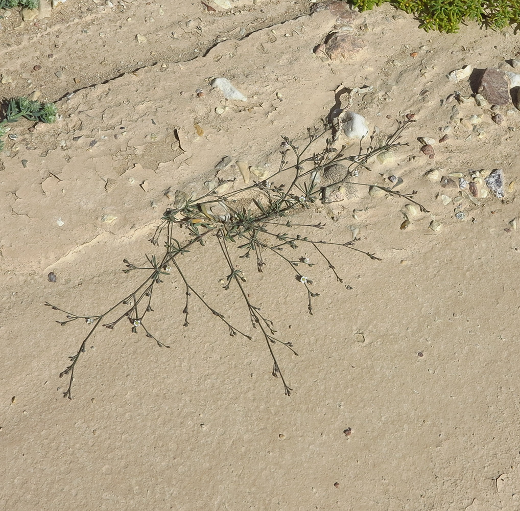 Image of Polycarpaea robbairea specimen.