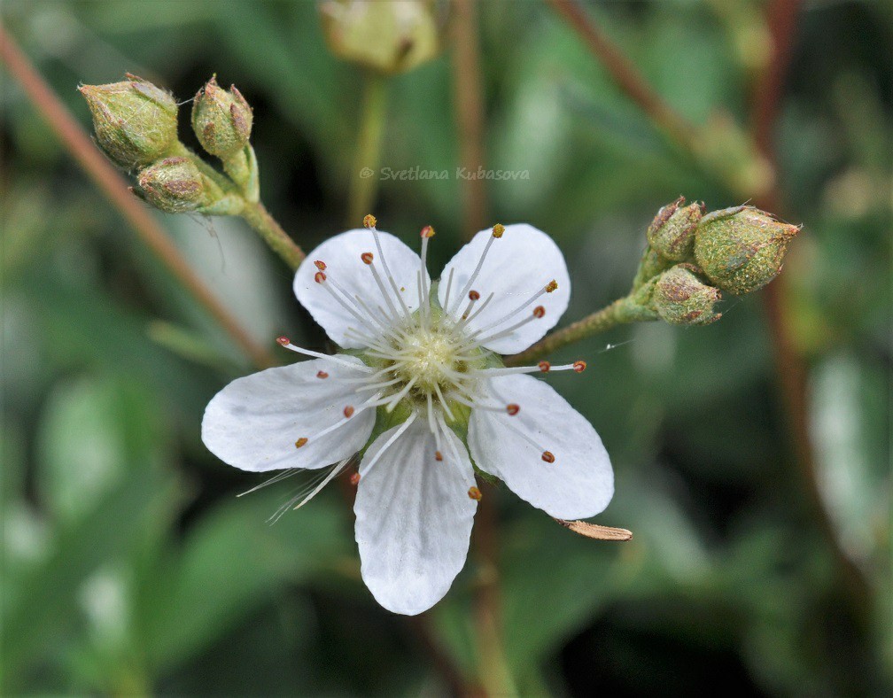 Image of Potentilla tridentata specimen.