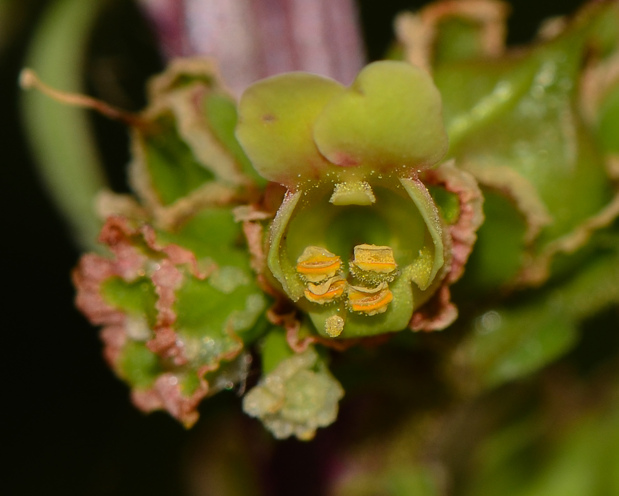 Image of Scrophularia rubricaulis specimen.