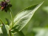 Inula helenium. Лист. Санкт-Петербург, Старый Петергоф, парк \"Сергиевка\", лужайка. 16.07.2016.