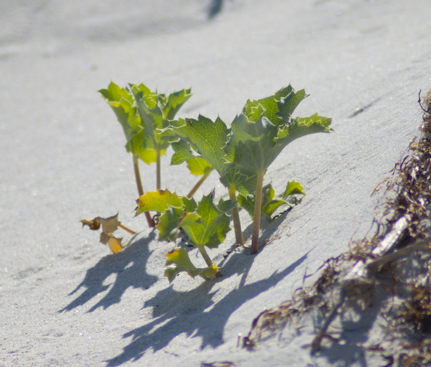 Image of Eryngium maritimum specimen.