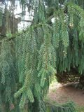 Picea engelmannii