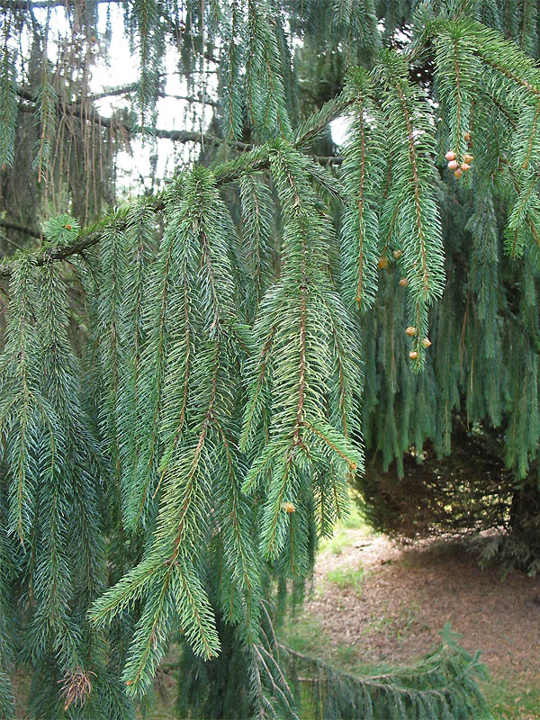 Изображение особи Picea engelmannii.