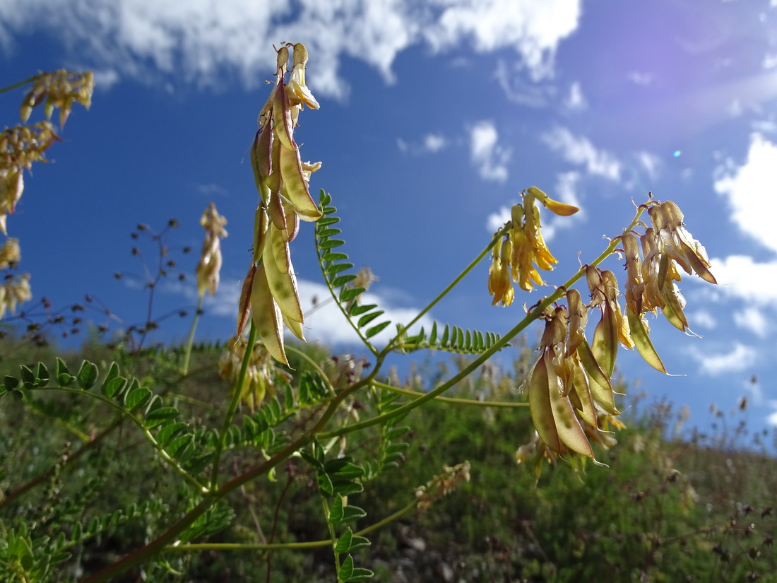 Image of Astragalus mongholicus specimen.