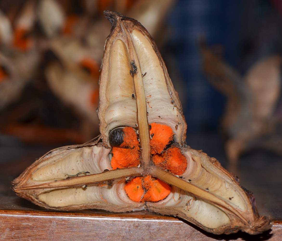 Image of Strelitzia nicolai specimen.