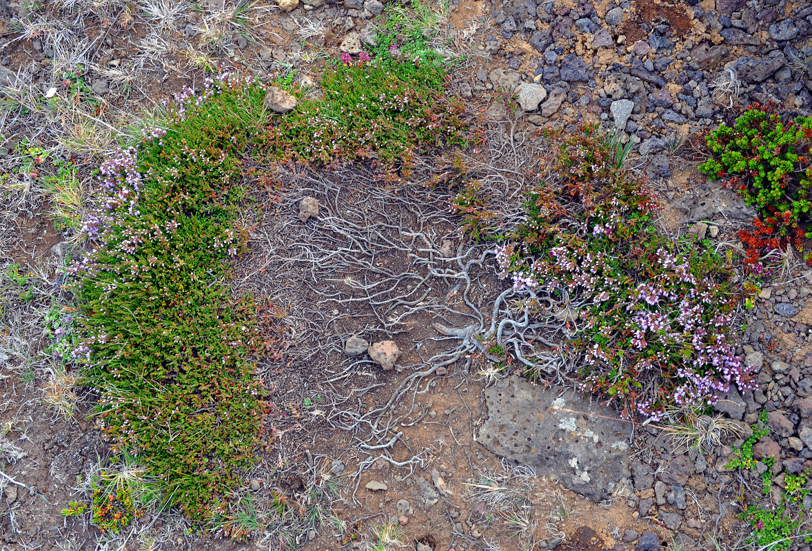 Изображение особи Calluna vulgaris.