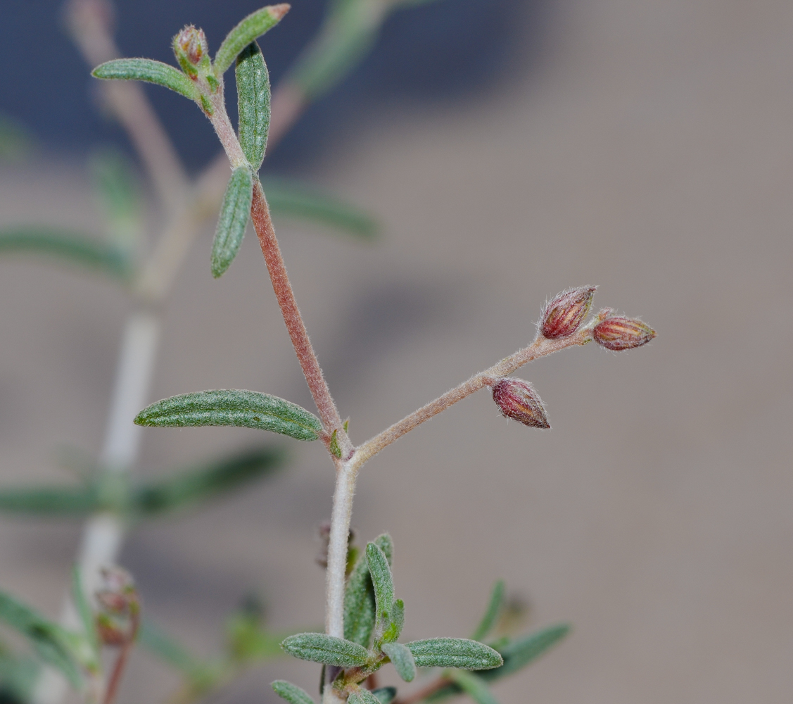 Image of Helianthemum lippii specimen.