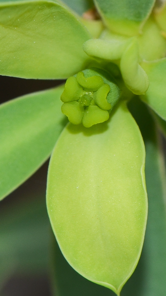 Image of Euphorbia balsamifera specimen.