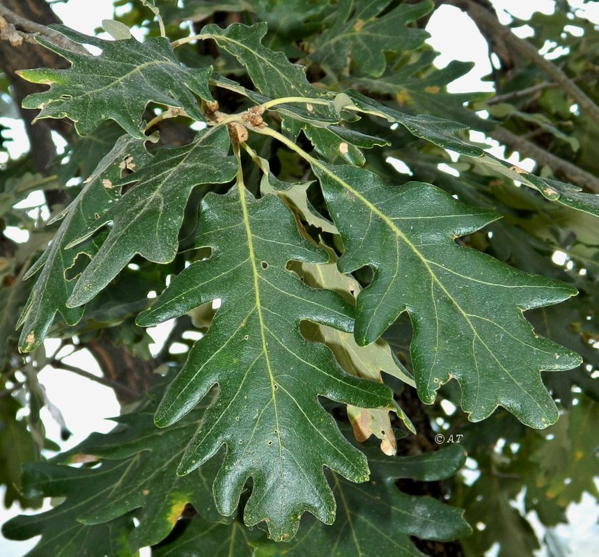 Image of Quercus pyrenaica specimen.